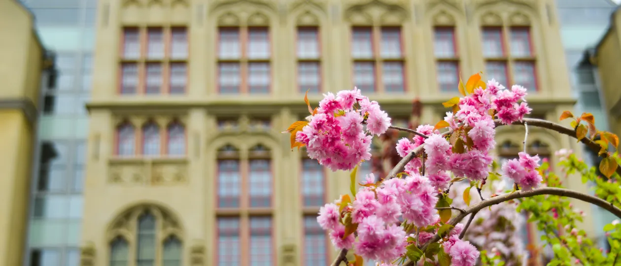 Historisches Rathaus Wesel mit Kirschblüte zur Veranstaltung Frühlingsfest