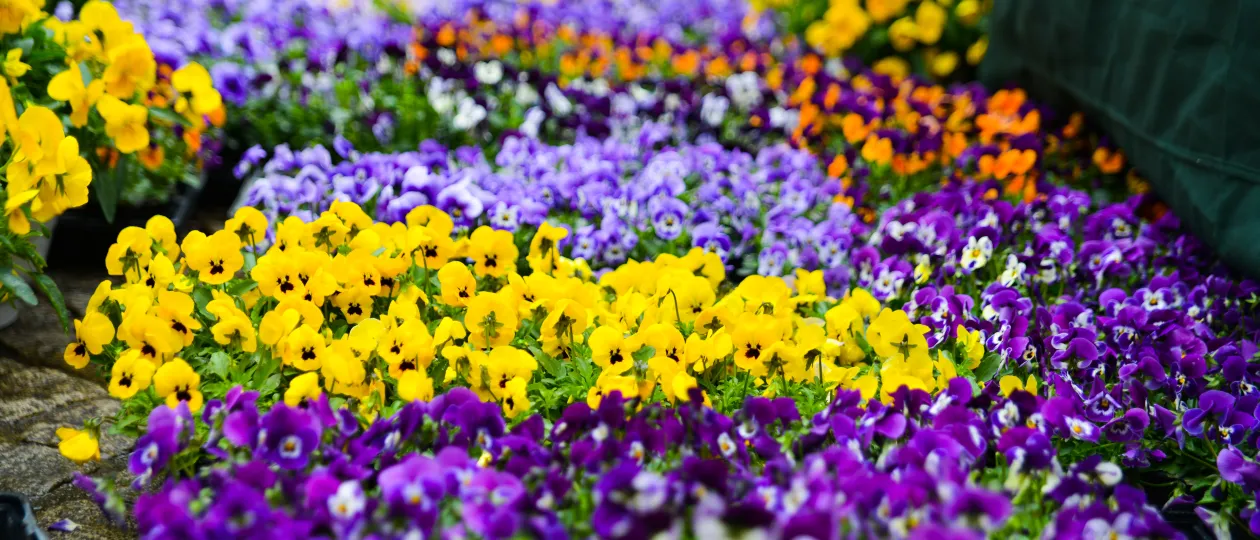 Blumenstand zur Veranstaltung Frühlingsfest