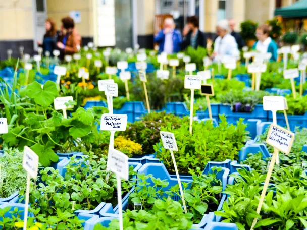 Kräuterbeet auf der Veranstaltung Frühlingsfest