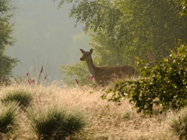 Damwild Diersfordter Wald im Naturpark Hohe Mark