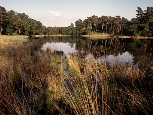 Der Heideweiher Schwarzes Wasser in Diersfordt gehört zum Naturpark Hohe Mark