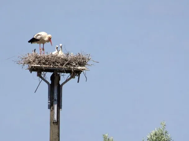 Storch auf seinem Nest in Wesel-Bislich
