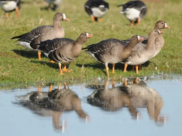 Wildgänse am Niederrhein