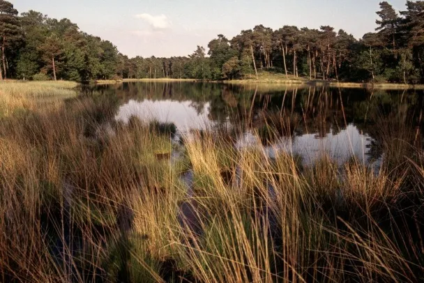 Der Heideweiher Schwarzes Wasser in Diersfordt gehört zum Naturpark Hohe Mark