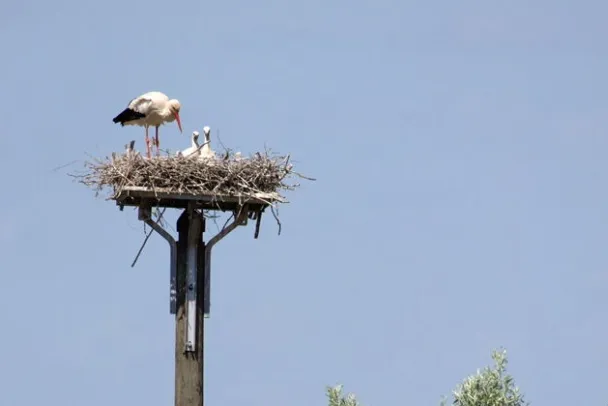 Storch auf seinem Nest in Wesel-Bislich