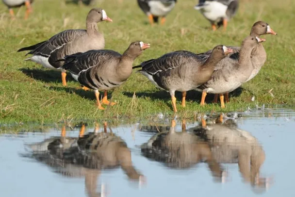 Wildgänse am Niederrhein