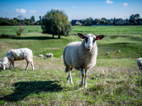 Schafe in typischer Niederrheinlandschaft